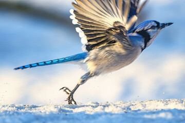 It has been a very snowy, cold, and harsh winter here in Windsor in Upstate NY for the Birds. ...