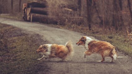 2 junge rough Collies britisch und amerikanisch sable white im Wald Winter Herbst Var. 13