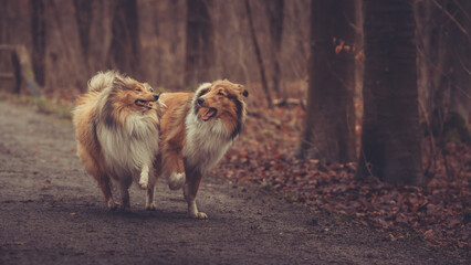 2 junge rough Collies britisch und amerikanisch sable white im Wald Winter Herbst Var. 10