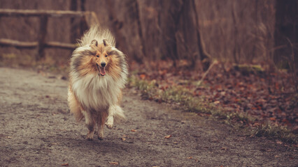 Junge britische rough Collie Hündin sable white im Winter Herbst Wald laufend Var. 3