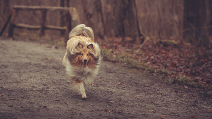 Junge britische rough Collie Hündin sable white im Winter Herbst Wald laufend Var. 2