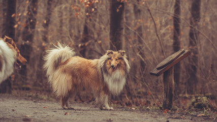 2 junge rough Collies britisch und amerikanisch sable white im Wald Winter Herbst Var. 40