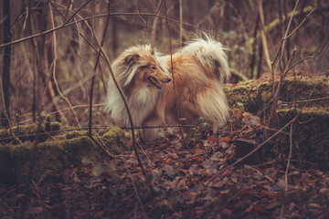 Junge rough Collies Hündin britisch sable white im Wald Winter Herbst Var. 2