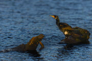 Kormoran.
Der Kormoran (Phalacrocorax carbo) ist eine Vogelart aus der Familie der Kormorane (Phalacrocoracidae). 