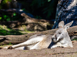 A kangaroo is laying down in the dirt