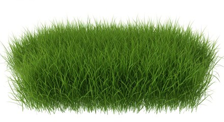 Green Grass Clump Isolated on White Background