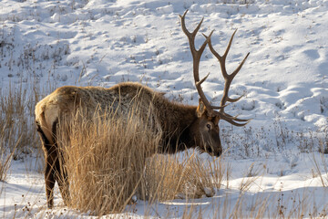 Bull elk peaking up from the snow