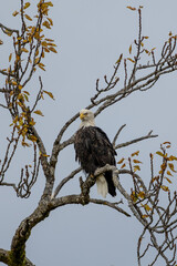 Adult bald eagle in the Fall sitting on a branch