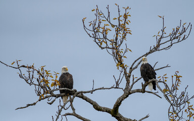 Two adult bald eagles in a winter tree