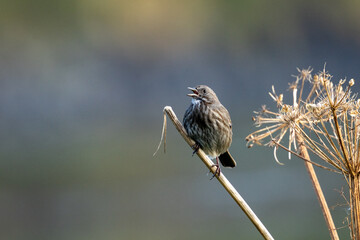 Song sparrow on a branching singing
