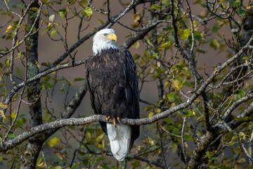 Adult bald eagle sitting on a branch