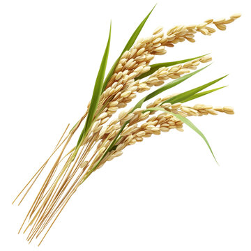 Bunch of rice is shown with green leaves