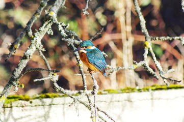 Common Kingfisher perched above the water