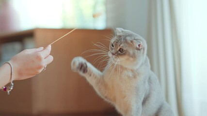 Woman using cat toy playing with her Scottish fold cat on the floor in living room, Pets owner relationship concept.