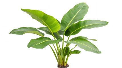 A lush, green plant with broad, elongated leaves, showcasing vibrant foliage and a healthy appearance.