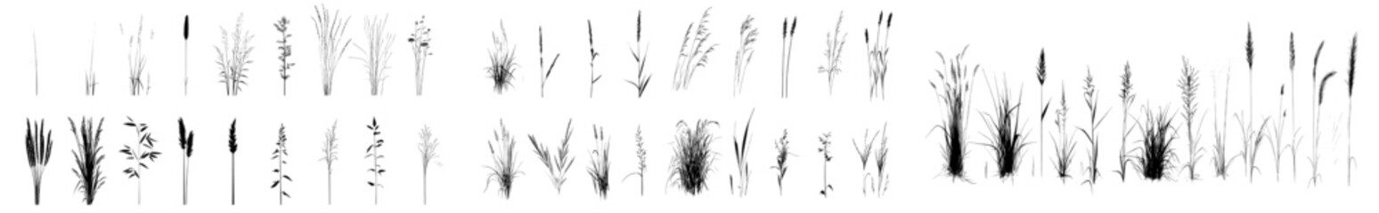 Modern illustration featuring outlines of plant elevation lines with grass, shrubs, and trees