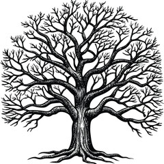 Obraz premium Branched tree without leaves, sketch. Engraved large growing oak. Nature concept. Hand drawn vintage vector illustration