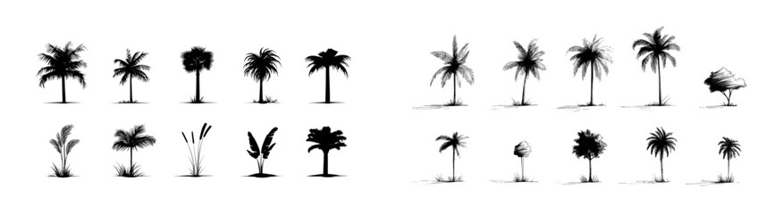 Fototapeta premium Set constructor from realistic black silhouettes of isolated tropical palm trees, with branches and separate banana leaves, and talipot on a white background