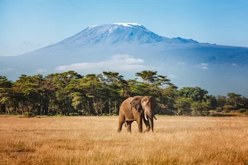 Fotobehang Afrika Elephant emerges from the jungle against the backdrop of Mount Kilimanjaro  © Tatyana_Drujinina