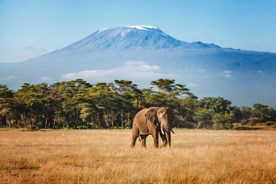 Fototapeta Elephant emerges from the jungle against the backdrop of Mount Kilimanjaro