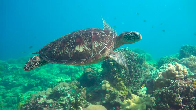 Diving with sea turtles near the islands of Apo and Negros. Philippines.    