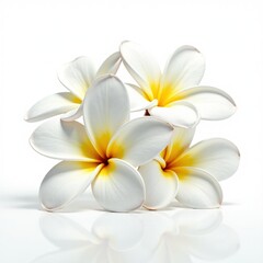 Naklejka premium Plumeria Flowers on White - Beautiful & Bright