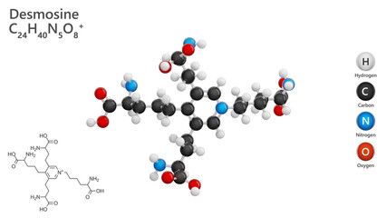 Desmosine. Molecular structure. Formula: C24H40N5O8. Chemical model: Ball and stick. White background. 3D illustration.