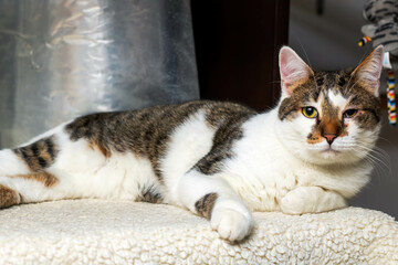 A fluffy cat is lying on a soft blanket, curiously looking at the camera