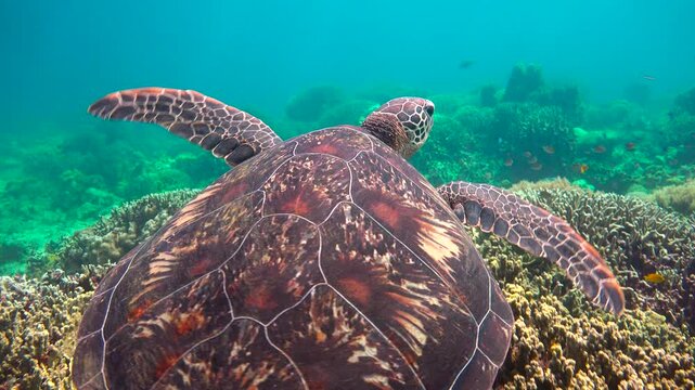Diving with sea turtles near the islands of Apo and Negros. Philippines.    
