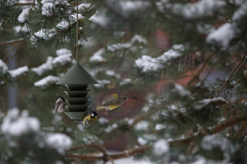 Wild birds on bird feeder with seed in winter. Focus on birds and feeder. Defocused background with trees. Nature concept.