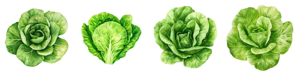Fototapeta premium Fresh green lettuce varieties displayed in vibrant arrangement