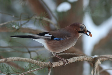 Eurasian Jay  eating nuts. Winter bird feeding concept