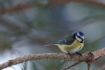 Wild birds on bird feeder with seed in winter. Focus on birds and feeder. Defocused background with trees. Nature concept.
