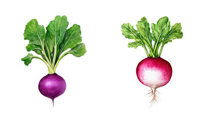 Fresh purple and white radishes with green leaves