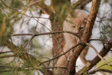 A curious and fluffy ginger kitten exploring outdoors climbing the pine tree