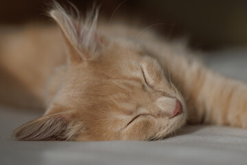 4 months old charming and charismatic ginger kitten lying and sleeping on the sofa. Domestic animal concept.