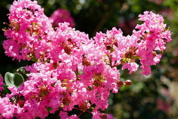 ピンクの百日紅の花