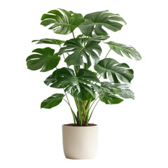 Lush green monstera plant care guide for indoor environments home decor plant lovers