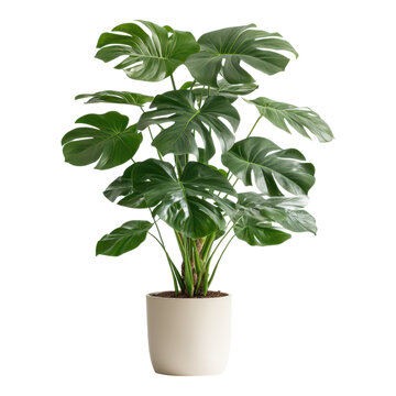 Lush green monstera plant care guide for indoor environments home decor plant lovers