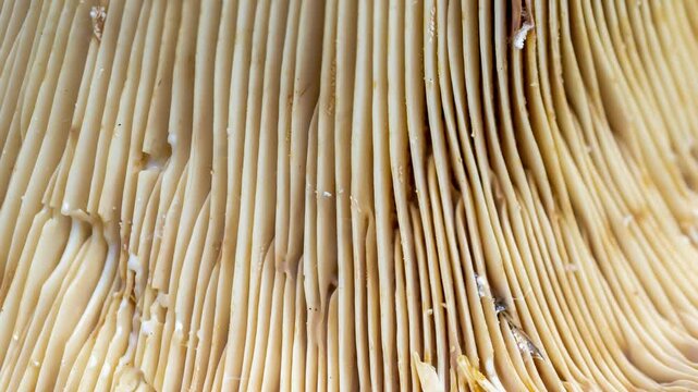 the bottom of the mushroom with gills