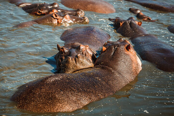 African hippopotamus in the water