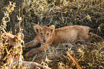 Lion cub in the grass in african savannah