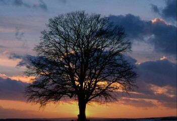 Fototapeta premium Lonely old tree against sunset with cloudy sky