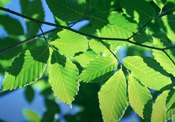 Blur natural green leaves bokeh background. Green bokeh on nature abstract blur background. Blur.