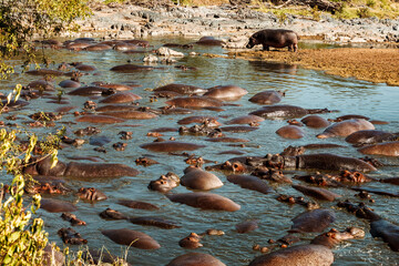 African hippopotamus in the water