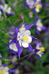 Closeup of a single purple and white Columbine flower, Derbyshire England
