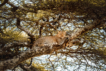 Leopard in tree in African savannah