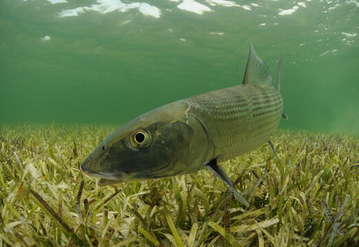 Bonefish swimming over grass flats