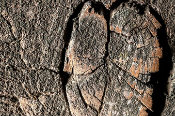 Old tree close-up. Wooden textured background
