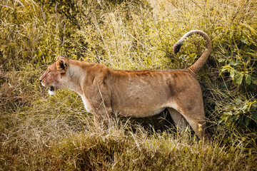 Obraz premium Lioness in the grass in Africa